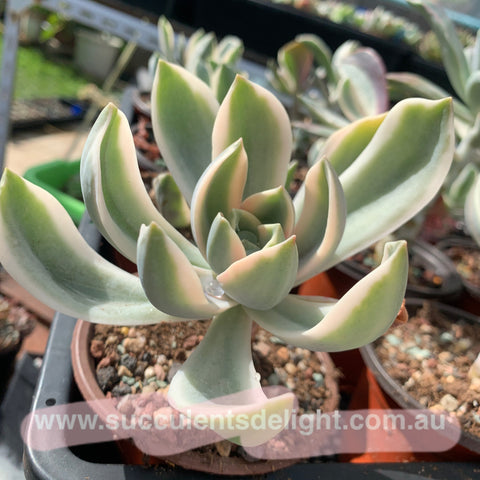 Graptoveria Fred Ives Variegated 粉黛锦