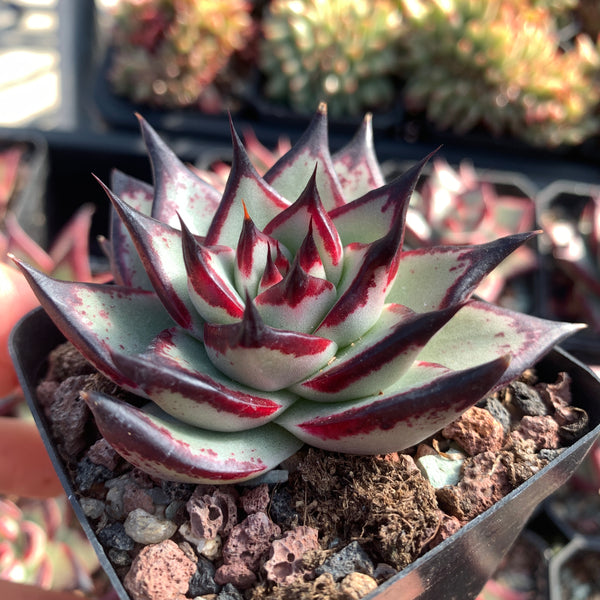 Echeveria Agavoides Ebony (selected) 优选乌木