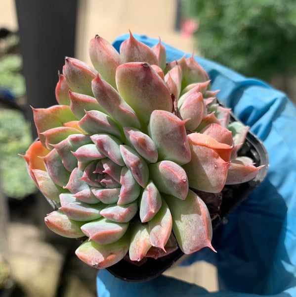 Echeveria Tuxpan Pinwheel X Alba Mini Mutation 纸风车美妮变异