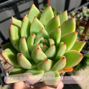 Echeveria Agavoides Miranda 米兰达东云