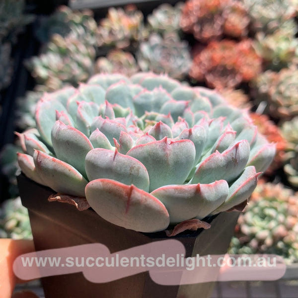 Echeveria Tuxpan Pinwheel X Alba Mini Mutation 纸风车美妮变异