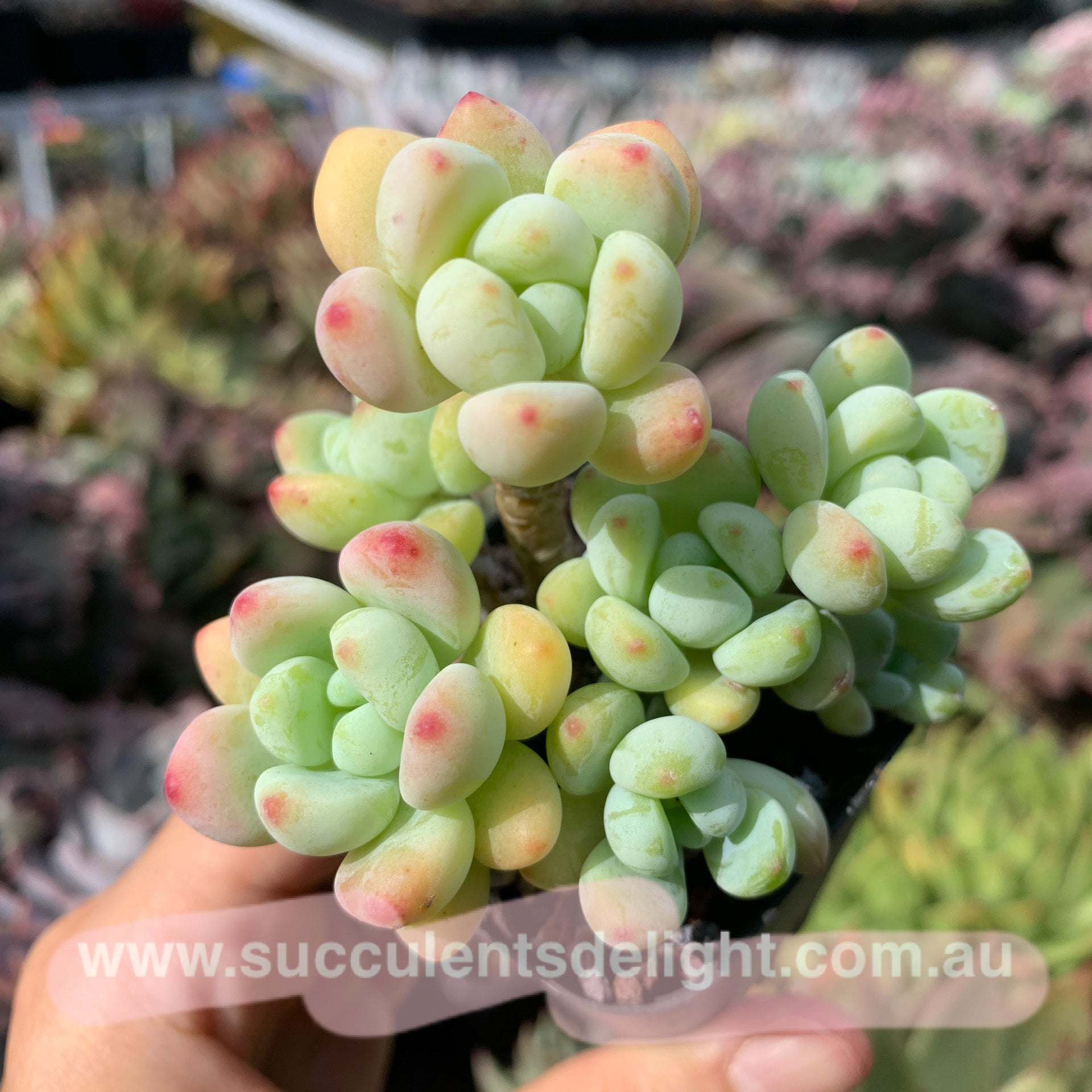 Sedum Clavatum old Cluster 劳尔老桩群