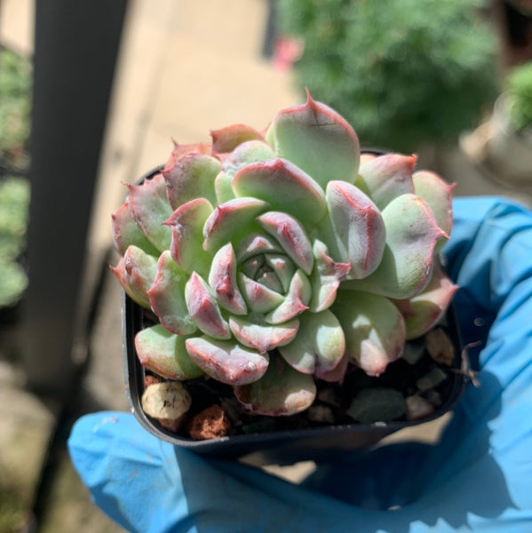 Echeveria Tuxpan Pinwheel X Alba Mini Mutation 纸风车美妮变异