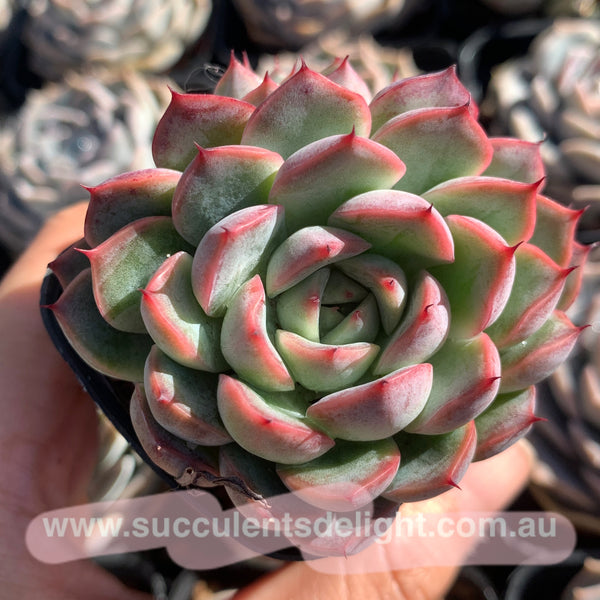 Echeveria Fairy Kiss 妖精之吻