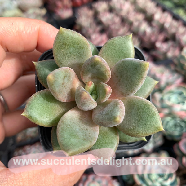Pachyveria Rough