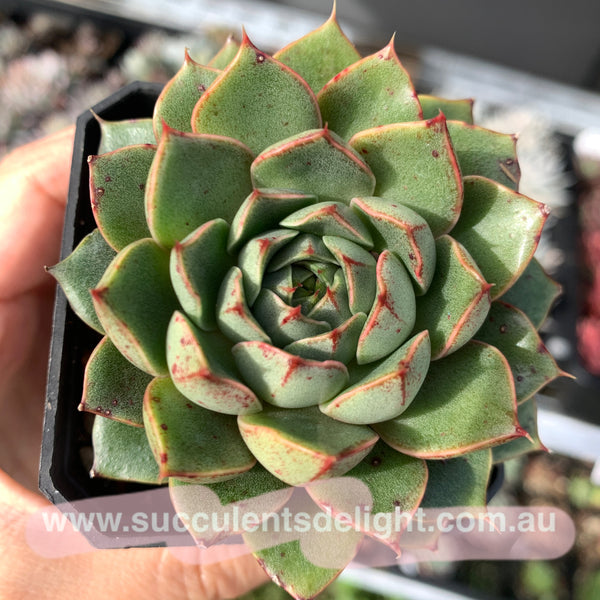 Clearance: Echeveria Agavoides Santa Lewis 圣路易斯