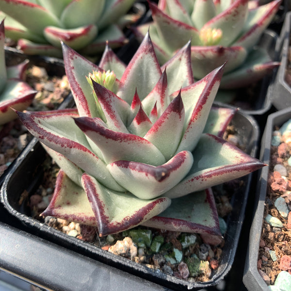 Echeveria Agavoides Ebony (seed grown) 实生乌木