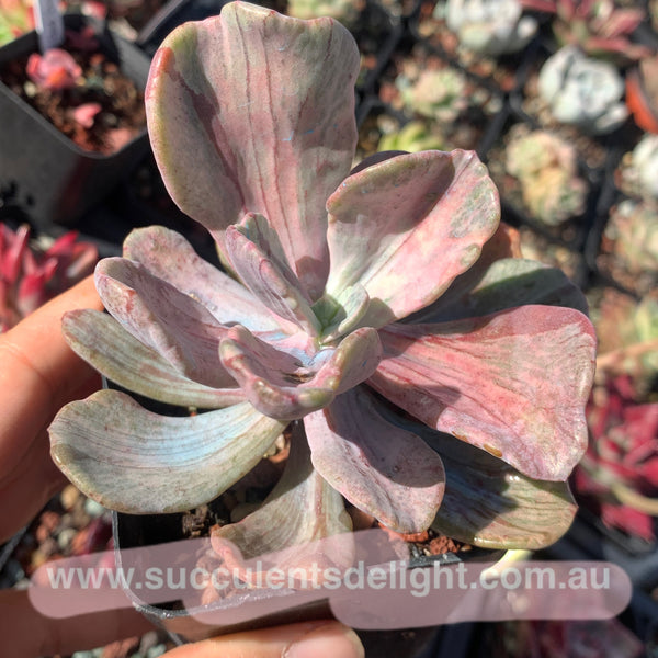 Echeveria Jocelyn‘s Joy variegated 乔斯林的喜悦