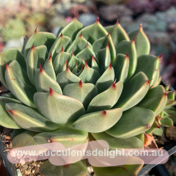 Echeveria Green Gravity 绿色引力 - Succulents Delight 2022 New Hybrid