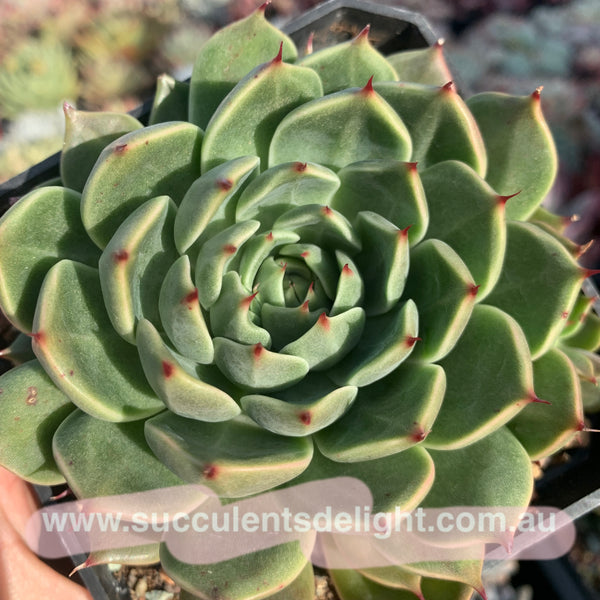 Echeveria Green Gravity 绿色引力 - Succulents Delight 2022 New Hybrid