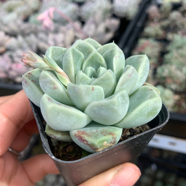Echeveria Albicans 厚叶月影
