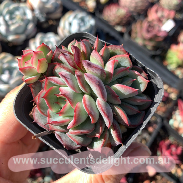 Echeveria Fairy Kiss 妖精之吻