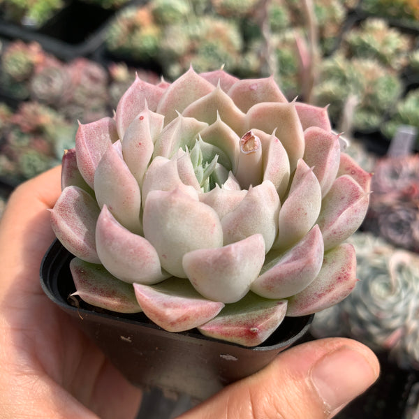 Echeveria Queen of Silversea 银海女王