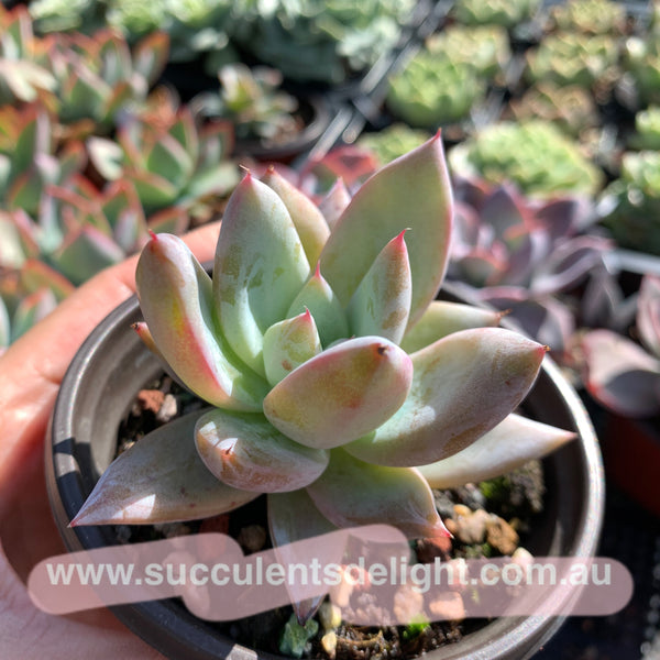 Echeveria Mexican Giant 墨西哥巨人