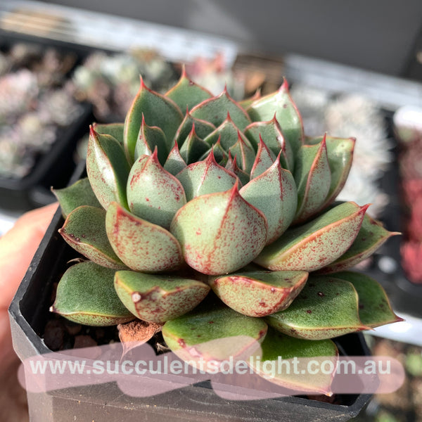 Clearance: Echeveria Agavoides Santa Lewis 圣路易斯
