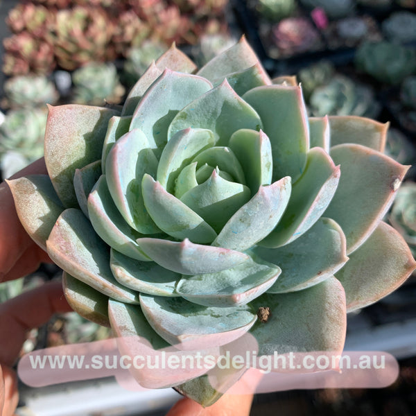 Sedum suaveolens aka Sedeveria blue lotus 木樨甜心
