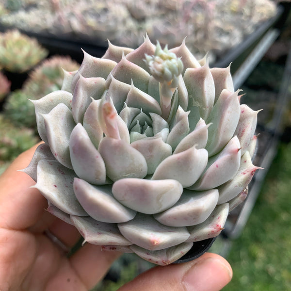 Echeveria Yulania Queen 白玉兰女王