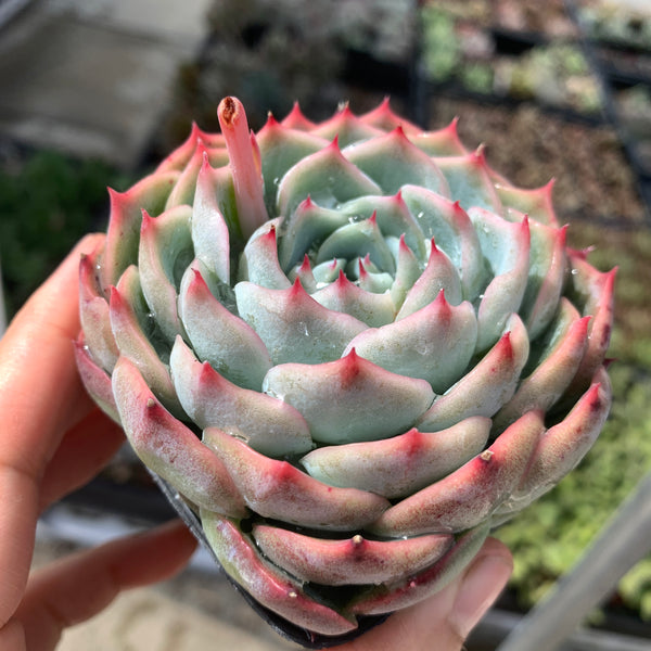 Echeveria Moon Peach 月桃