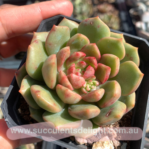 Echeveria Lollipop 棒棒糖（糖心）Succulents Delight New Hybrid