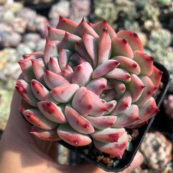 Echeveria Moon Shadow 月之影