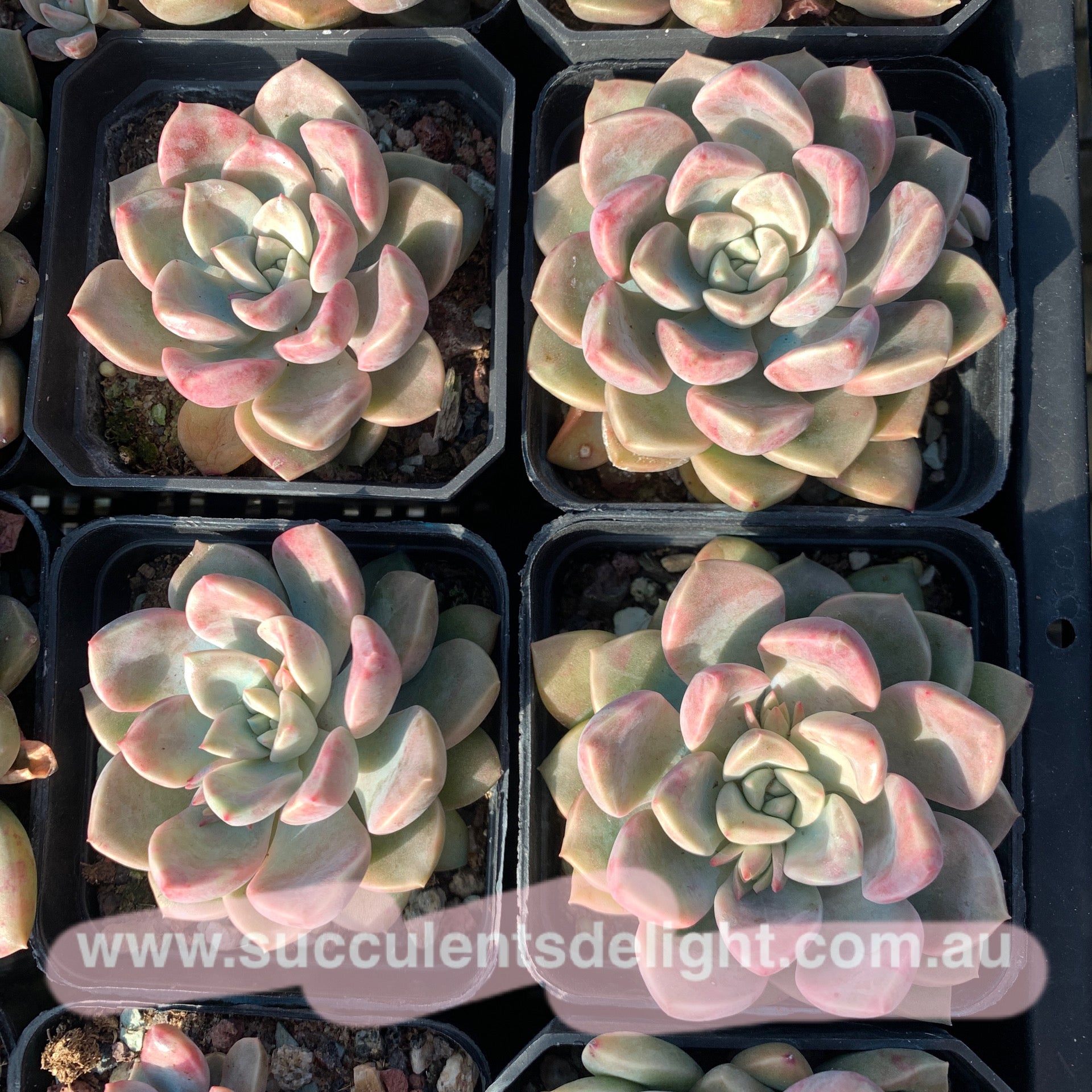 Echeveria Pebbles 卵石