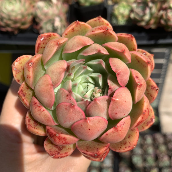 Echeveria Emerald Jade 翡翠玉