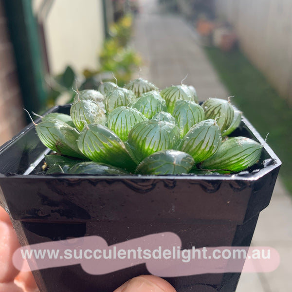 Haworthia Cooperi sp red silk 红丝姬玉露