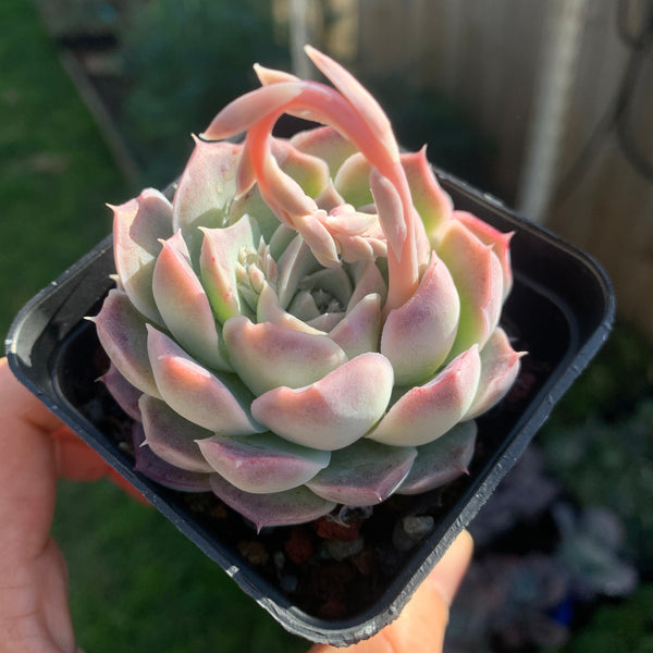 Echeveria Rose Moon 沁心