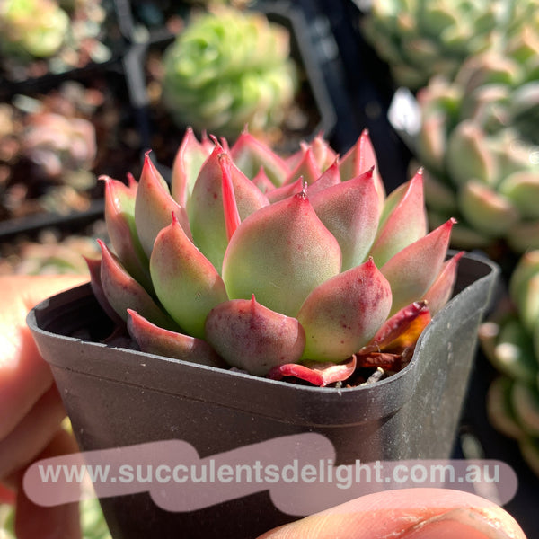 Echeveria Fire and Ice 冰与火