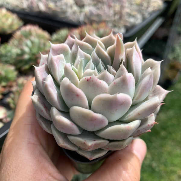 Echeveria Yulania Queen 白玉兰女王