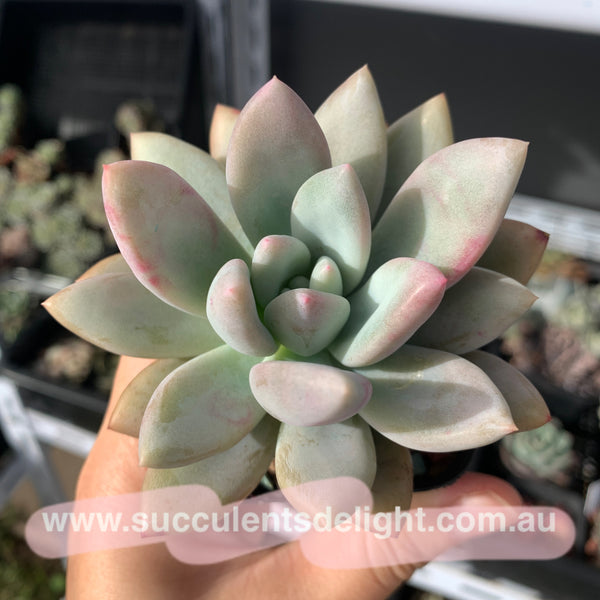 Graptoveria Opalina 奥普琳娜