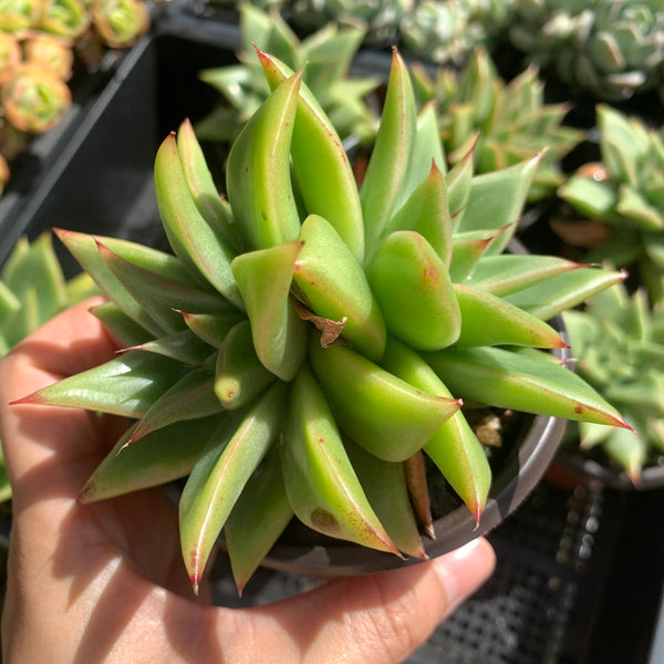 Echeveria Agavoides White Wax 白蜡东云