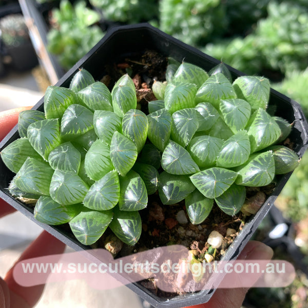 Haworthia Cooperi sp red silk 红丝姬玉露