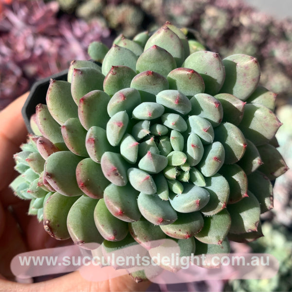 Echeveria setosa rondelli 姬小光