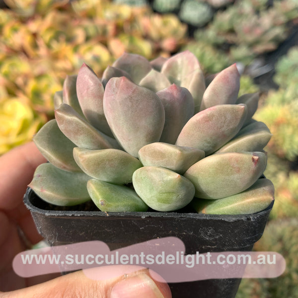 Echeveria Pebbles 卵石