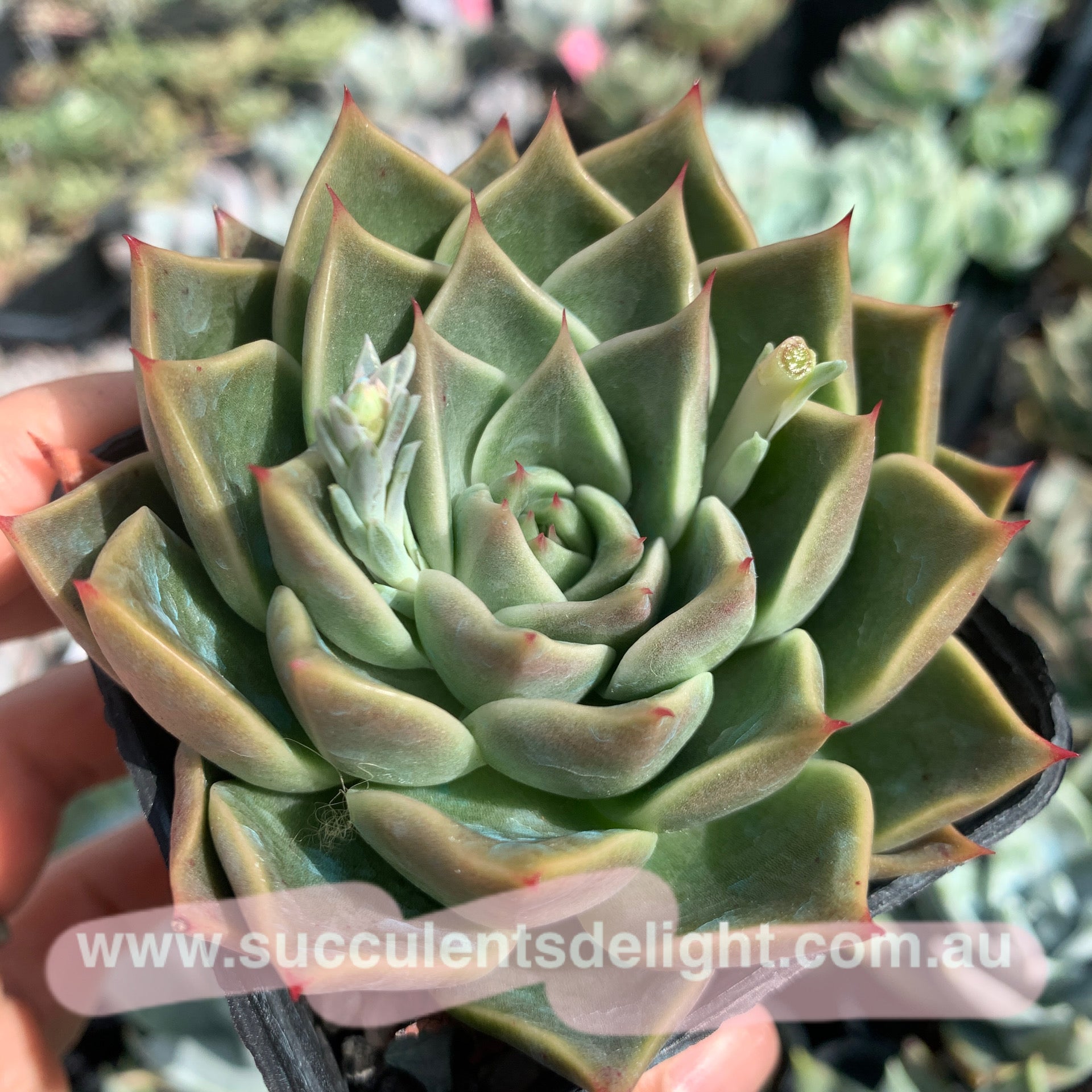 swan lake succulent Echeveria Swan Lake 天鹅湖– Succulents Delight