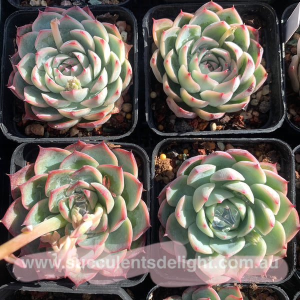 Echeveria Pink Barbie 粉芭比娃娃 Succulents Delight  New Hybrid