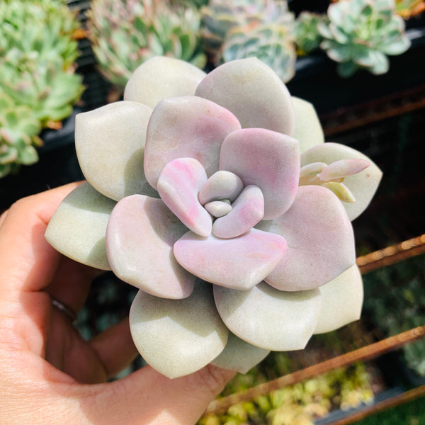 Graptopetalum Roma 三色诺玛