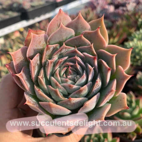 Echeveria Cold Fire 冷焰