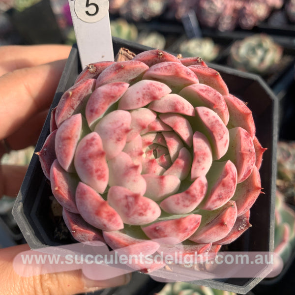 Echeveria Tuxpan Pinwheel x Alba Mini 纸风车美妮