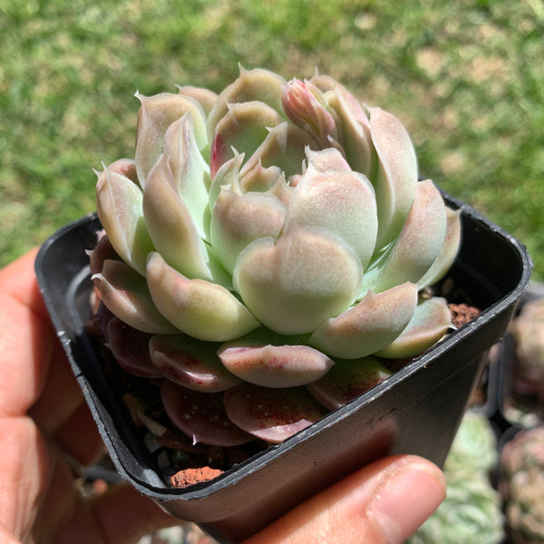 Echeveria Elegans Tide Moon 汐月月影 - Succulents Delight 2022 New Hybrid