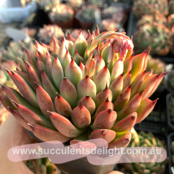 Echeveria Ebony zaragozae 绿爪x乌木