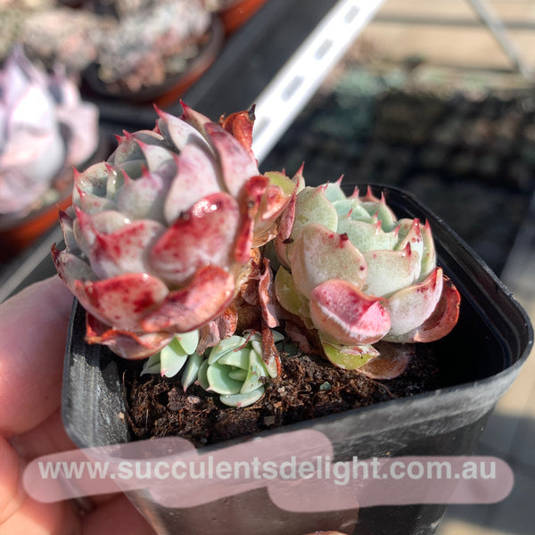 Echeveria San Camellia 圣卡美妮