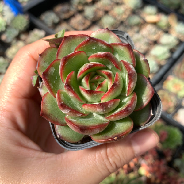 Echeveria Puli-lindsayana 保利安娜