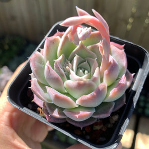 Echeveria Rose Moon 沁心