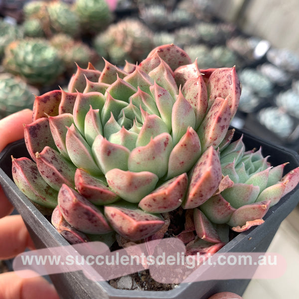 Echeveria Emerald Jade 翡翠玉