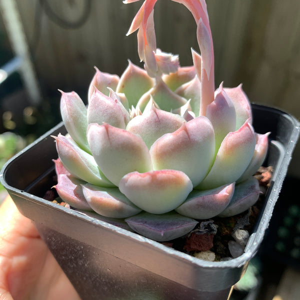 Echeveria Rose Moon 沁心