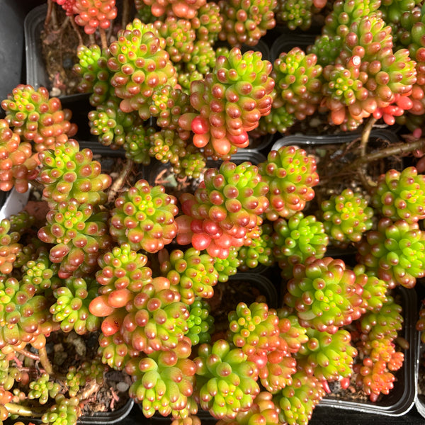 3x cuttings Sedum rubrotinctum Redberry 红色浆果砍头