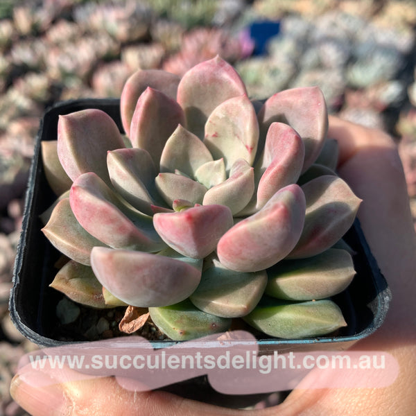 Echeveria Pebbles 卵石