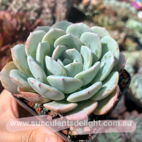 Echeveria Snow Pinwheel 雪风车